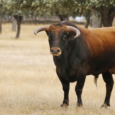 images of a bull