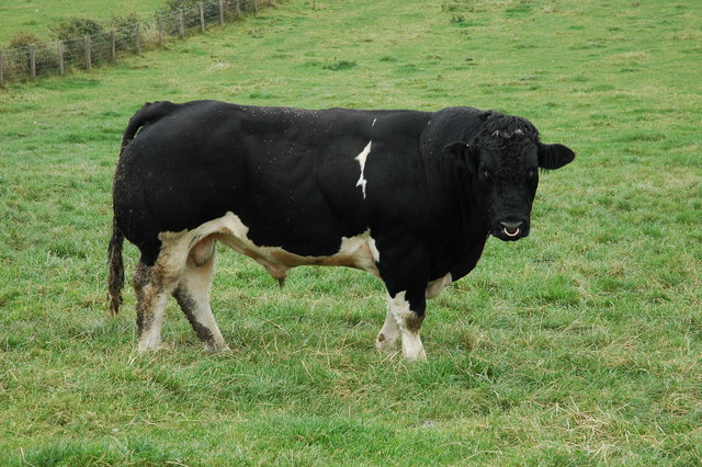 images of a bull