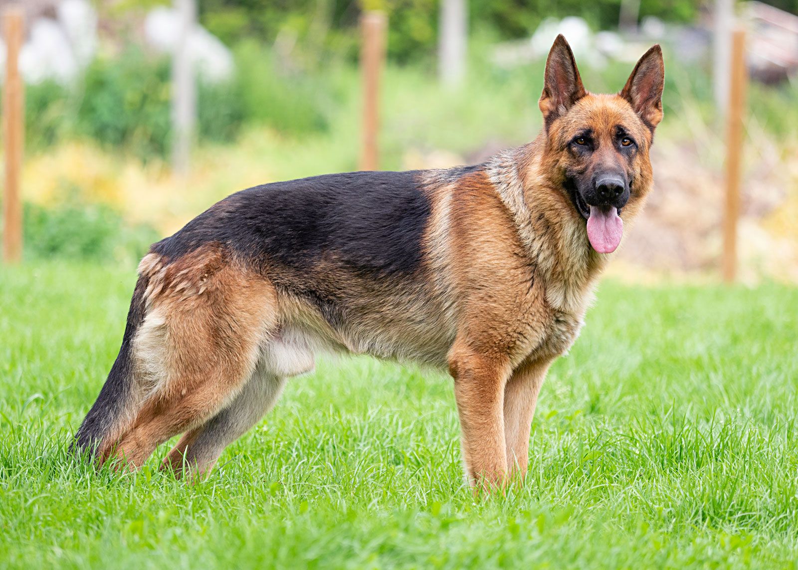Dog | History, Domestication, Physical Traits, Breeds, &amp; Facts ...