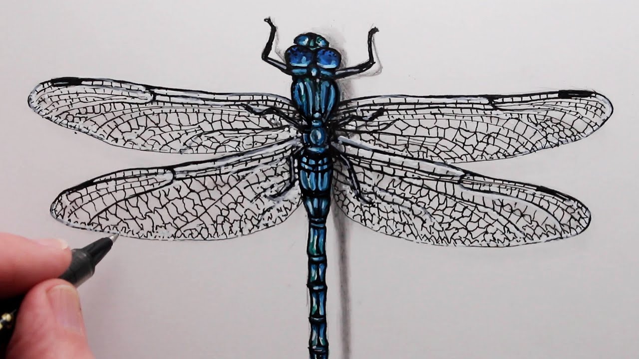 images of a dragonfly