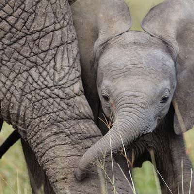 images of a elephant