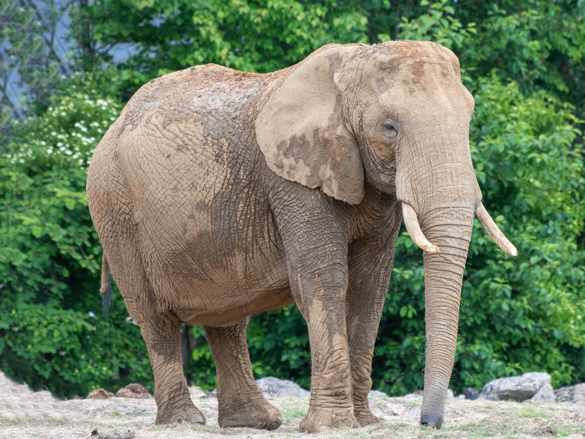 images of a elephant