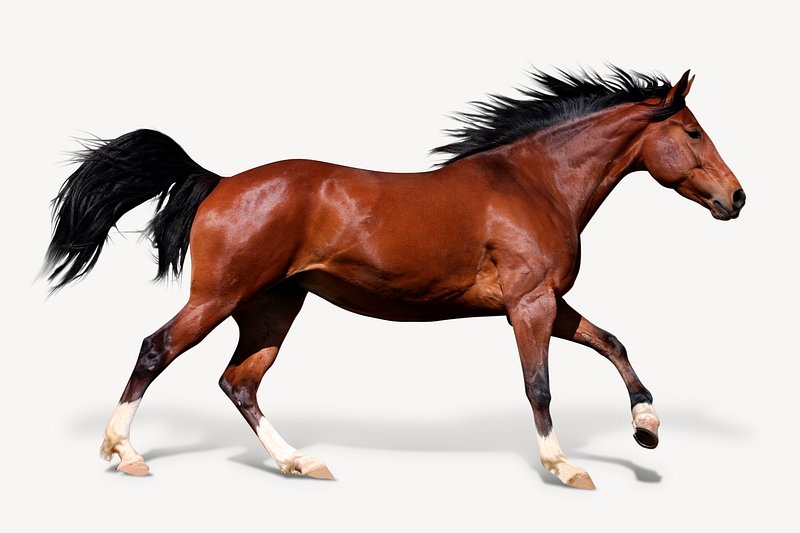 images of a horse