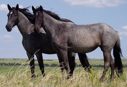 images of a horse
