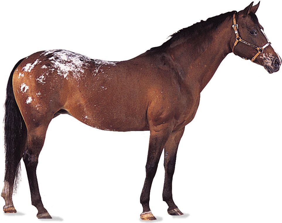 images of a horse