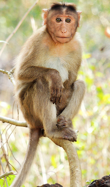 Monkey - Wikipedia