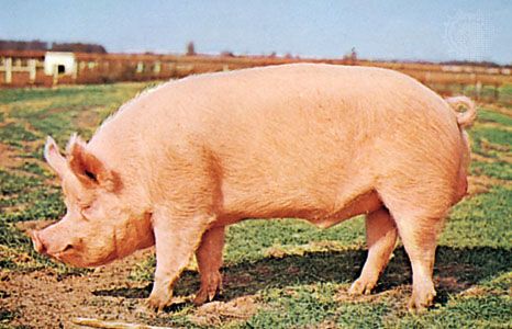 images of a pig