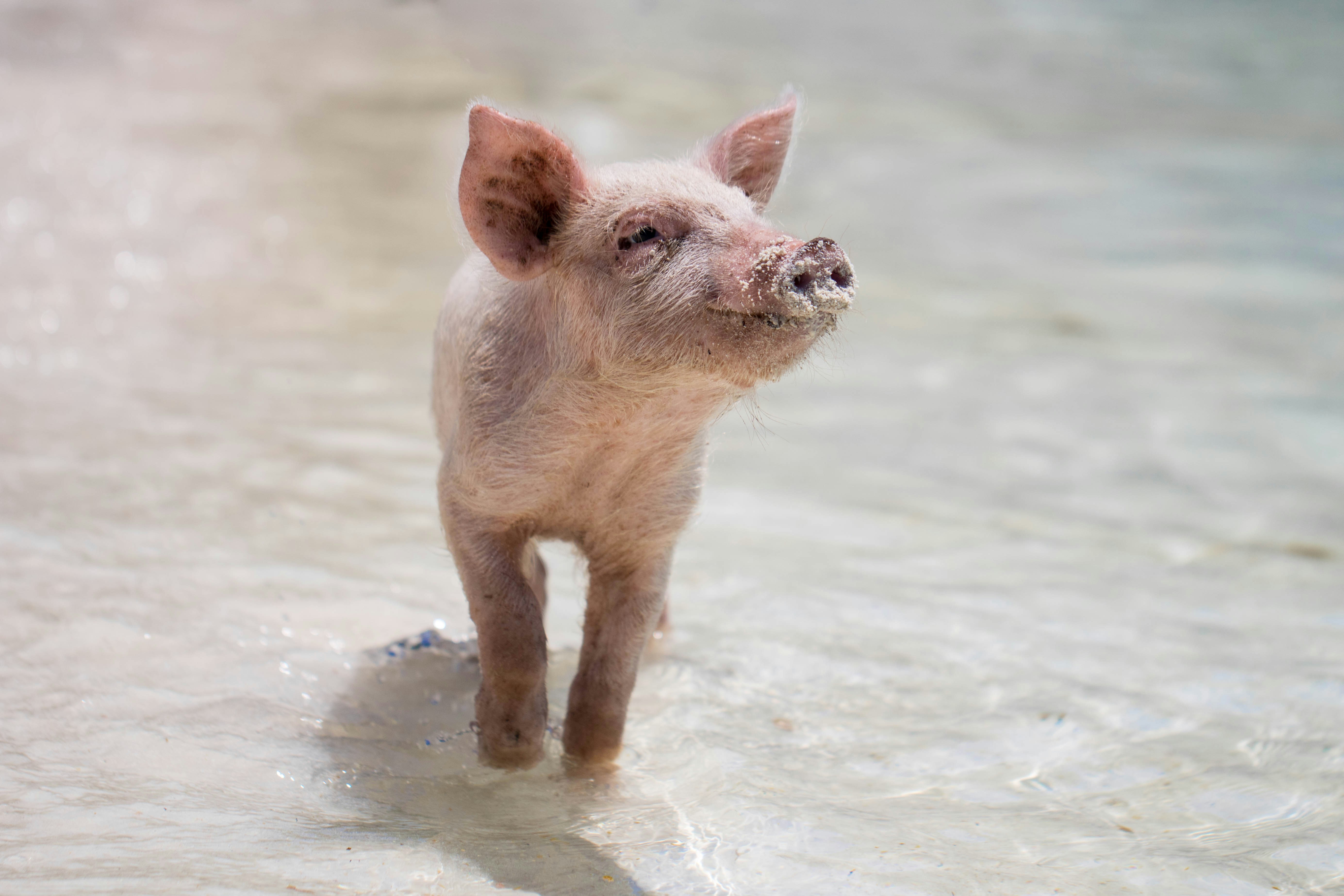 images of a pig