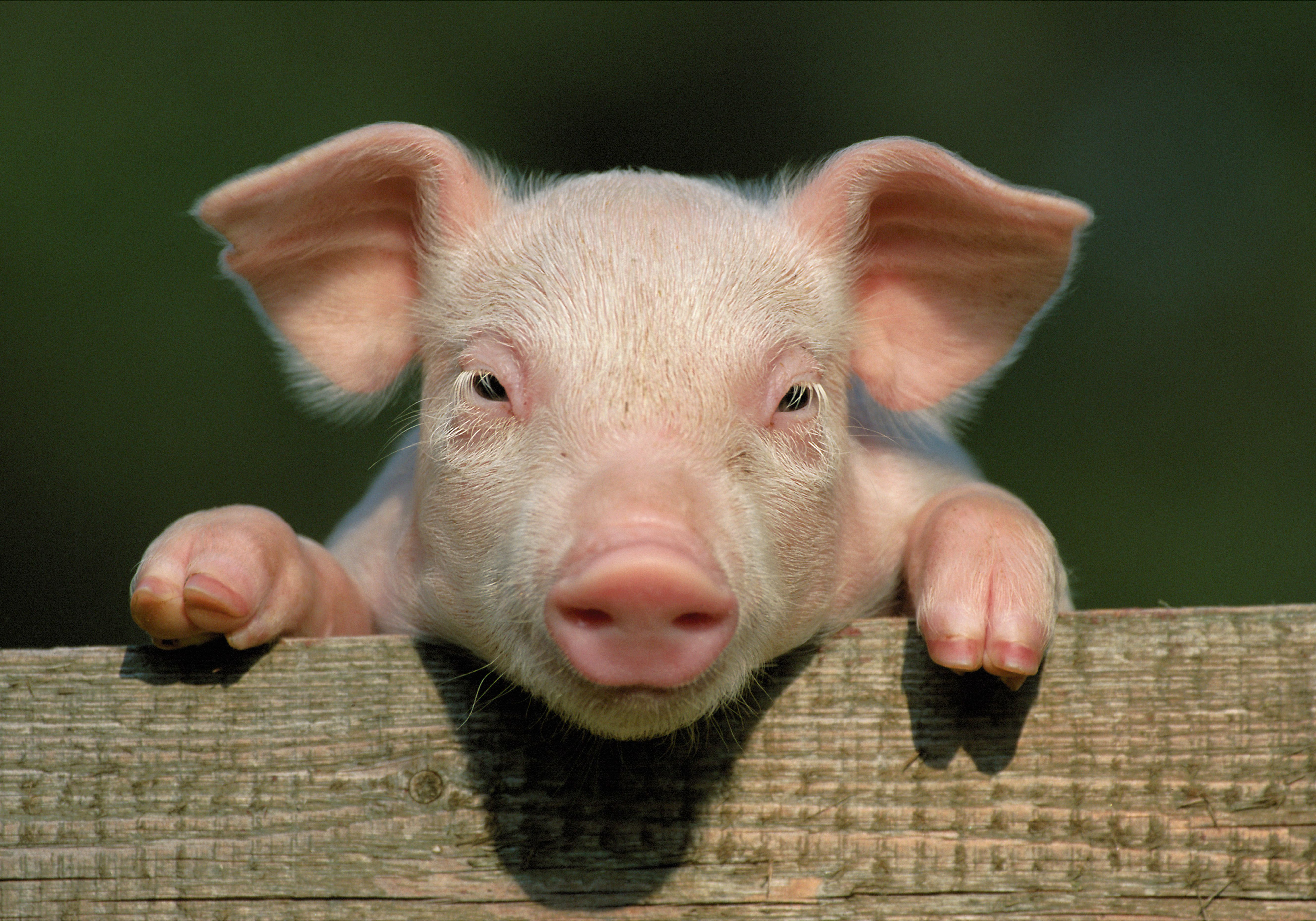 images of a pig
