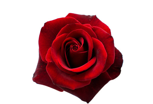images of a rose