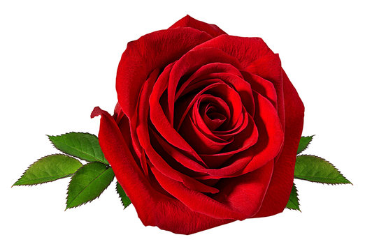 images of a rose