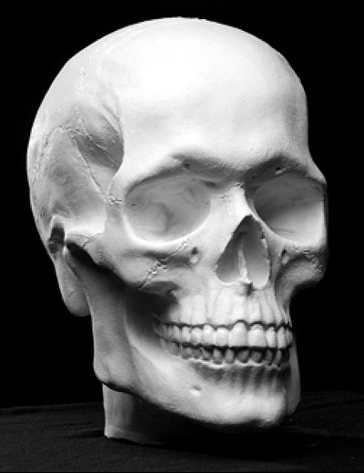 images of a skull