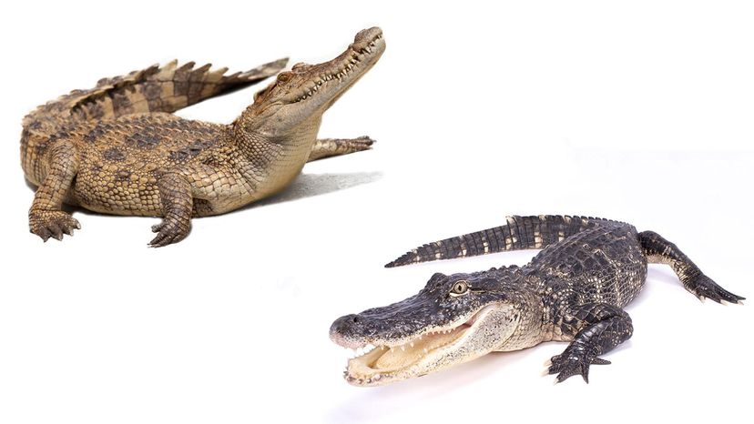 images of an alligator