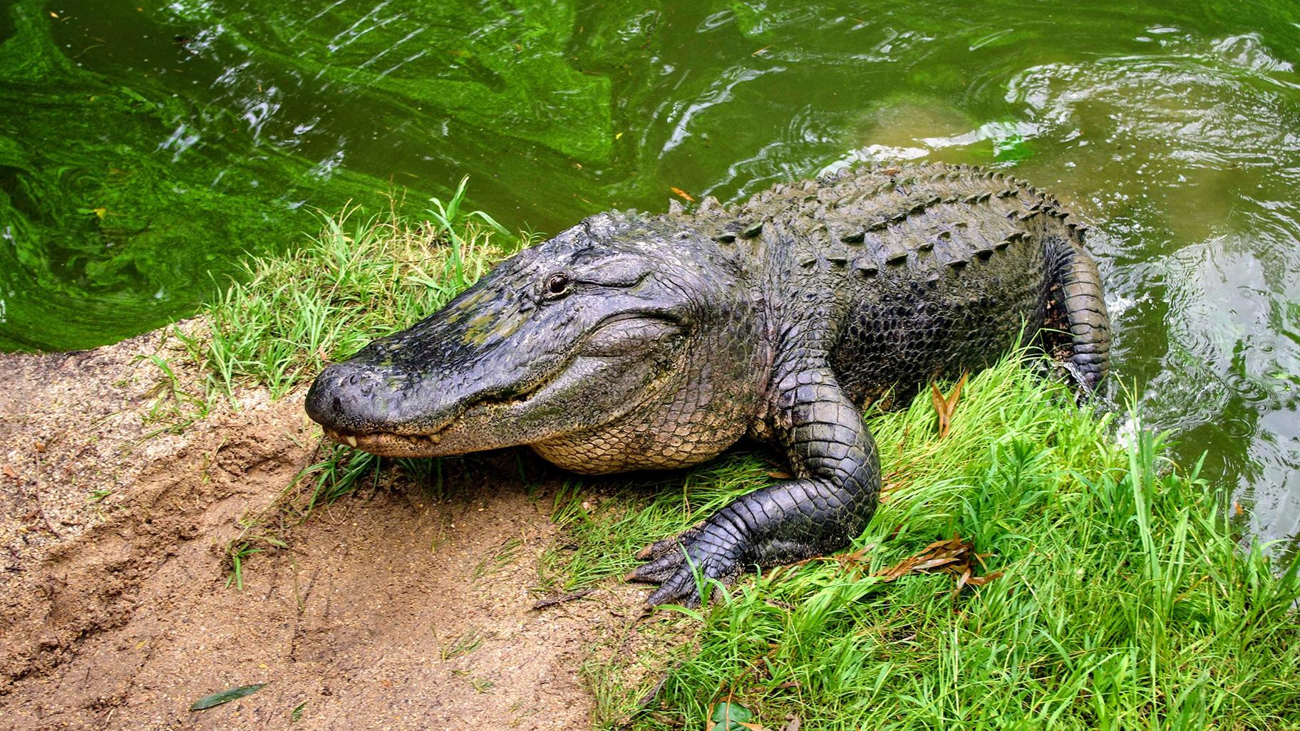 images of an alligator