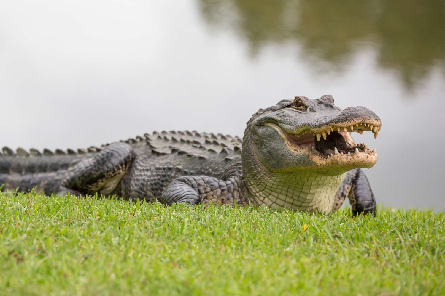 images of an alligator