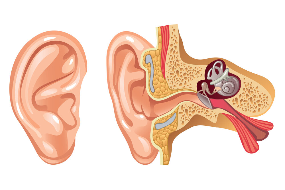 images of an ear