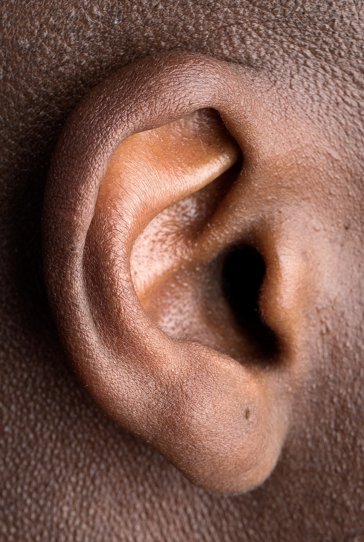 images of an ear