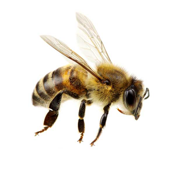 images of bee