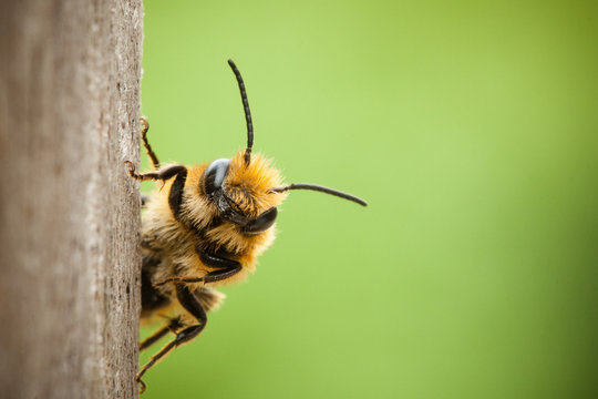 Bee Images – Browse 1,825,581 Stock Photos, Vectors, and Video ...