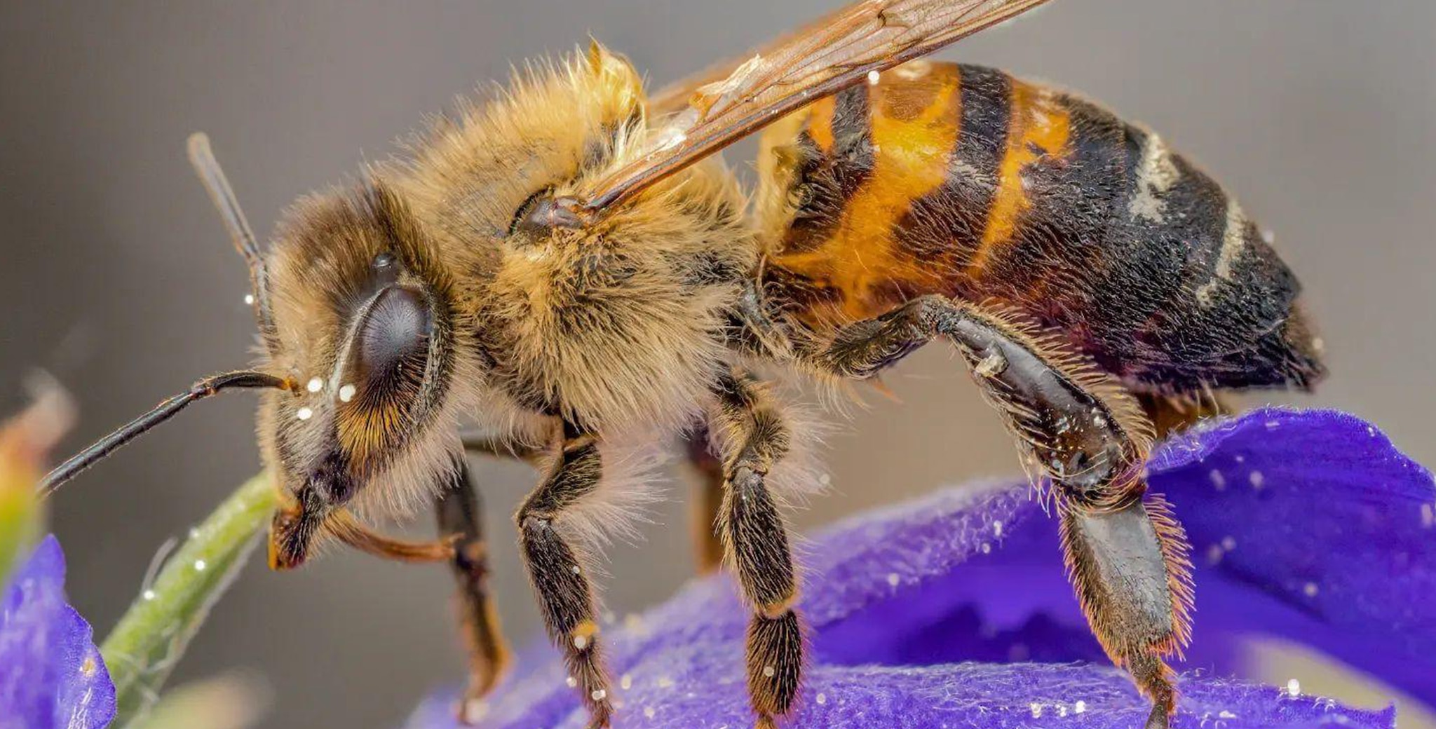images of bee