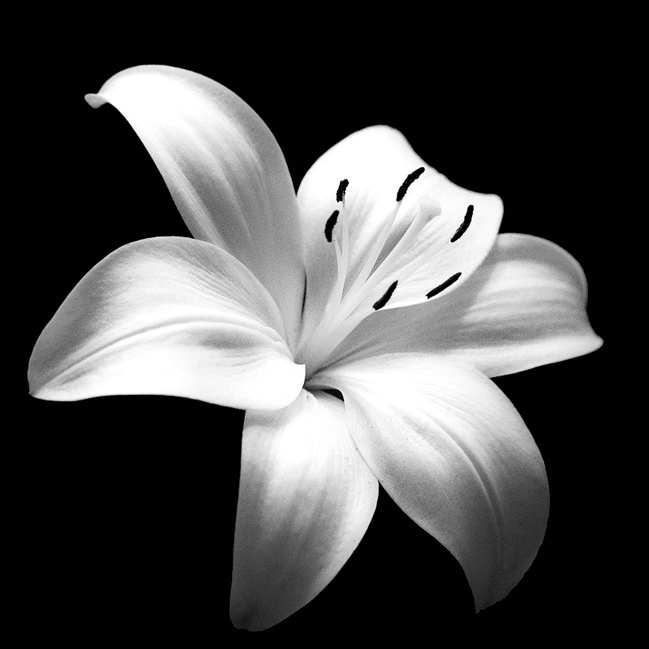 images of black and white flowers