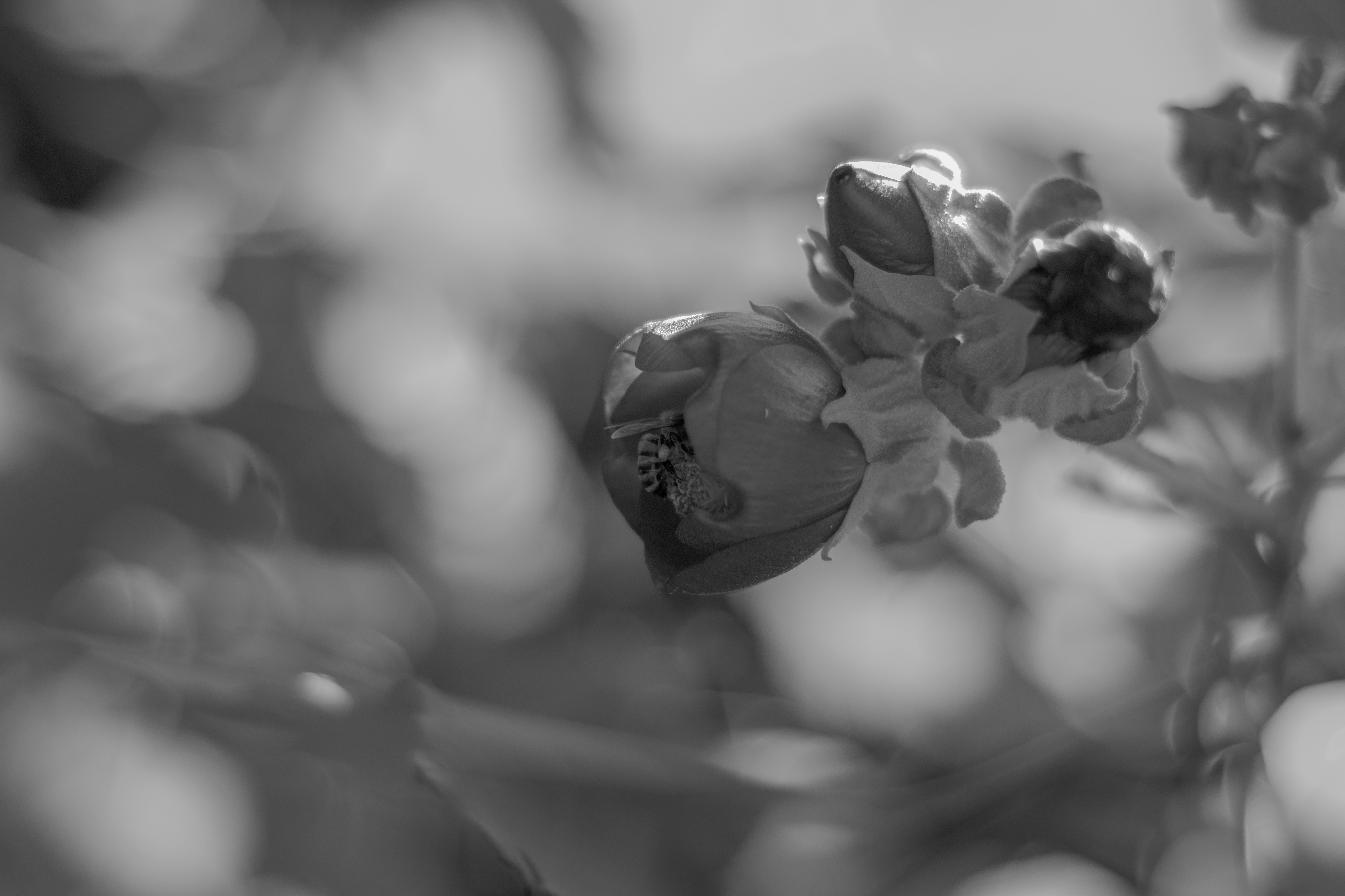 images of black and white flowers