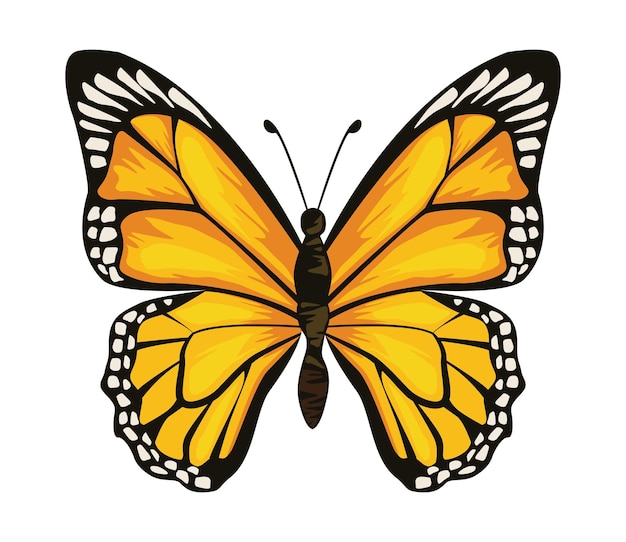 images of butterfly