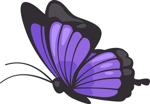 images of cartoon butterflies