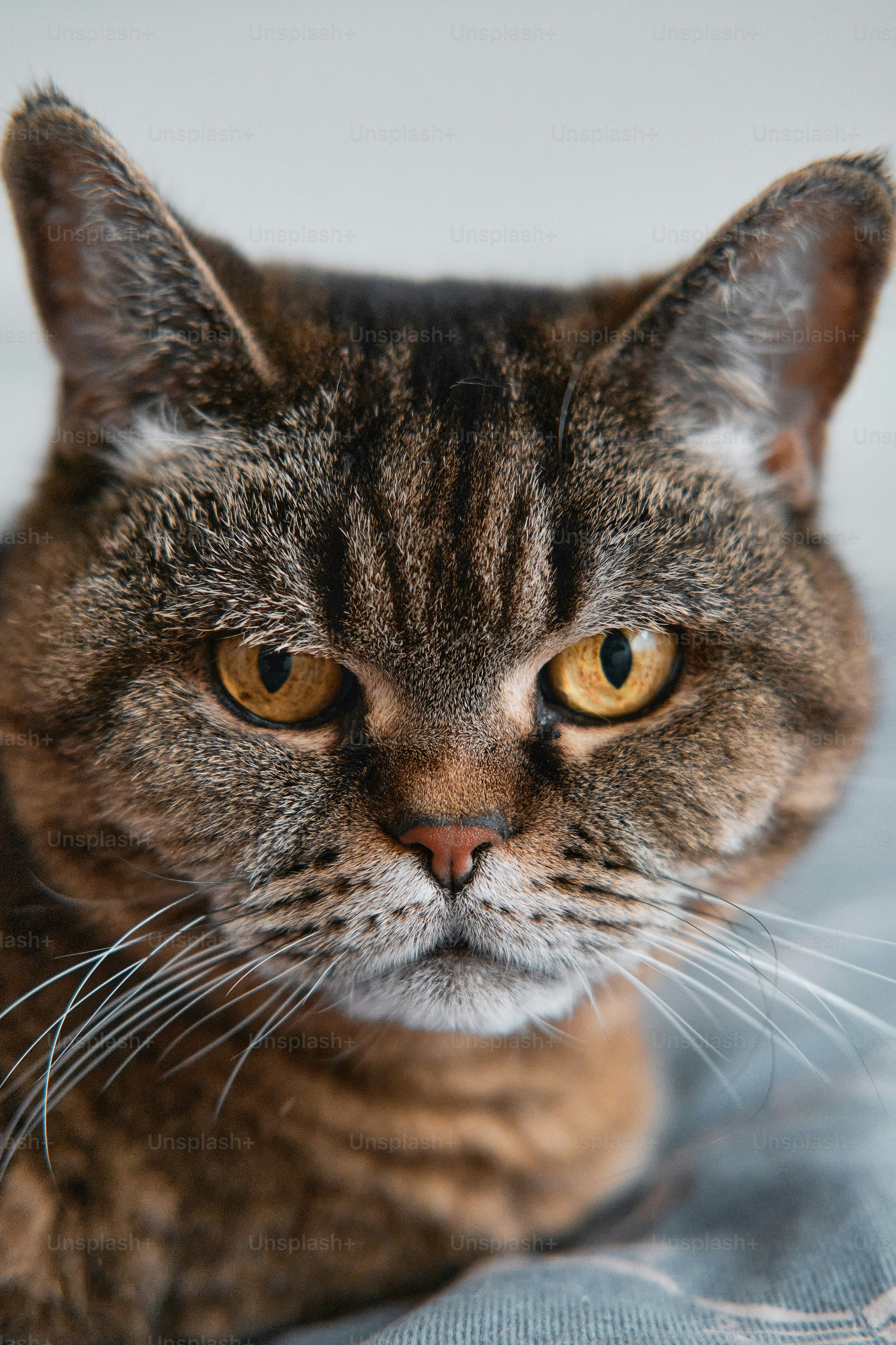 images of cat