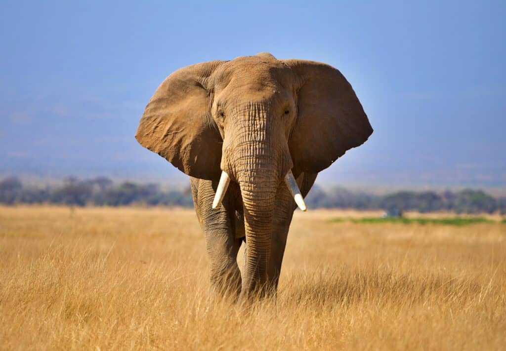 images of elephant