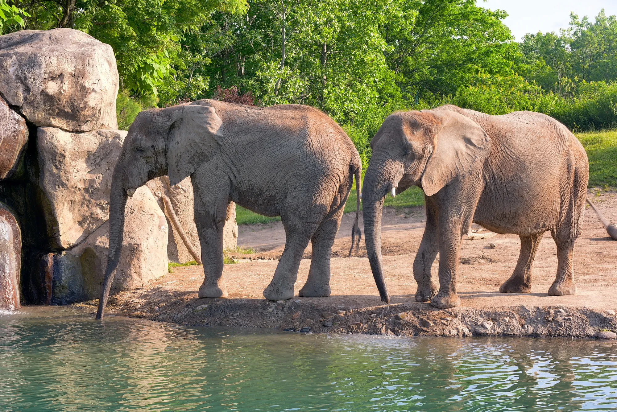 images of elephants