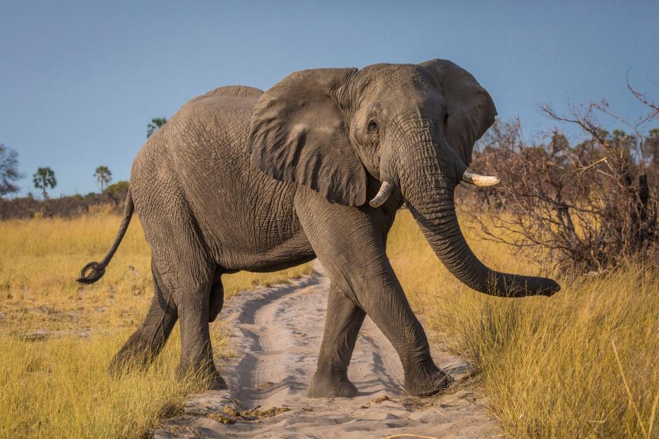 images of elephants