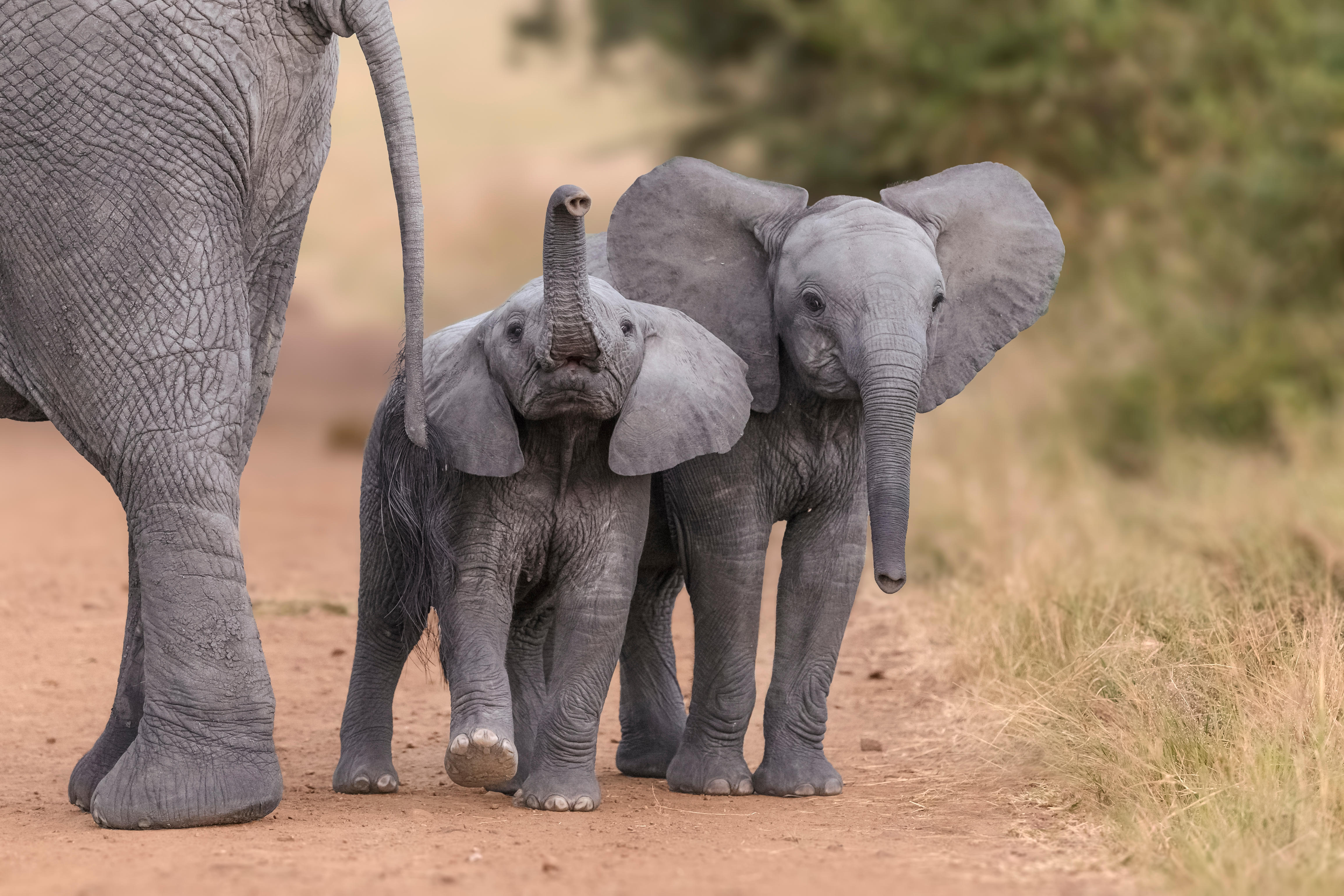 images of elephants