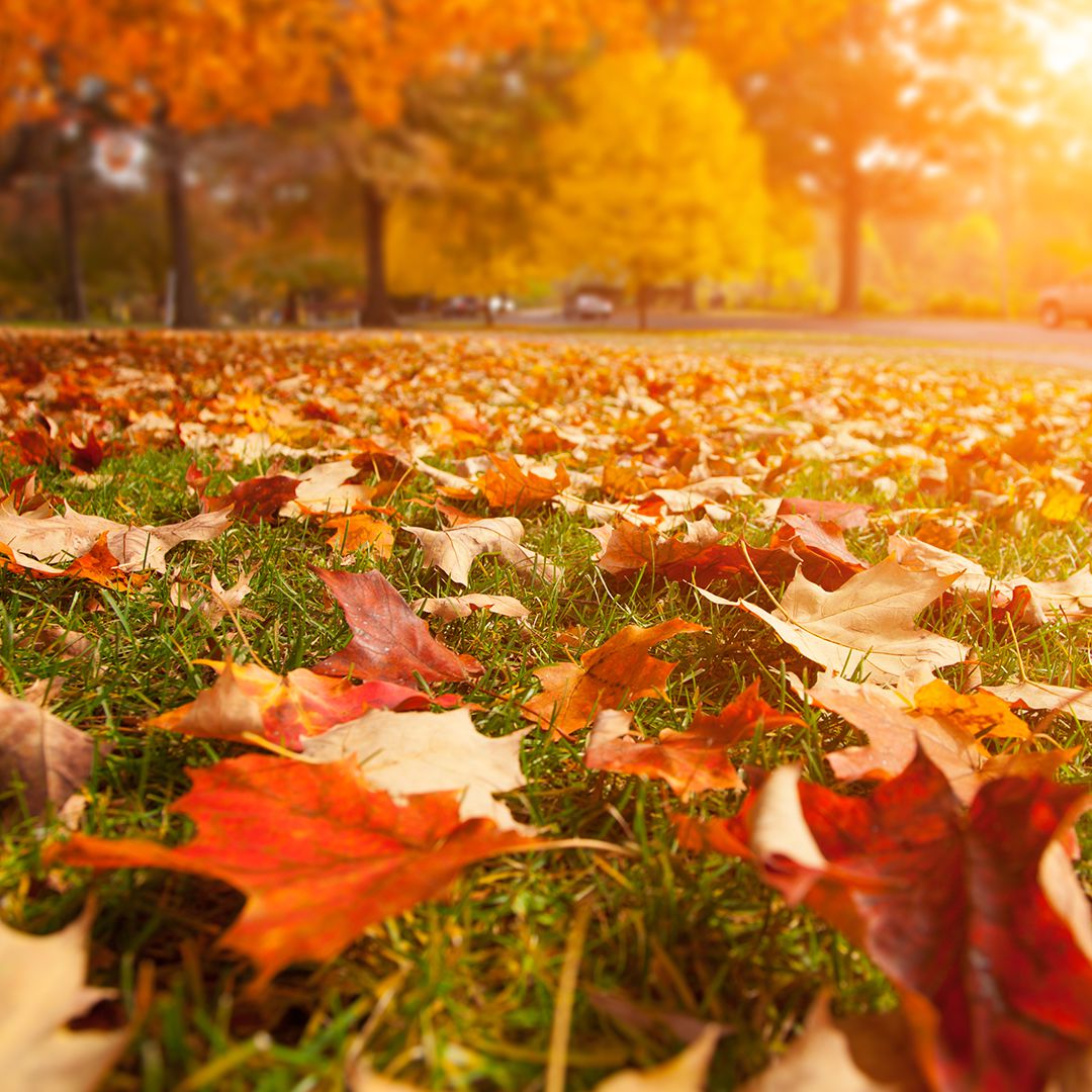 images of falling leaves