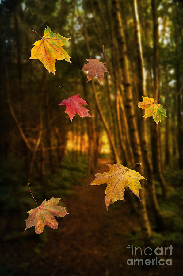 images of falling leaves
