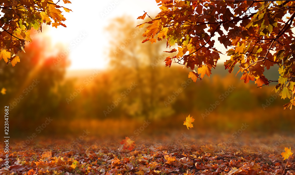 images of falling leaves
