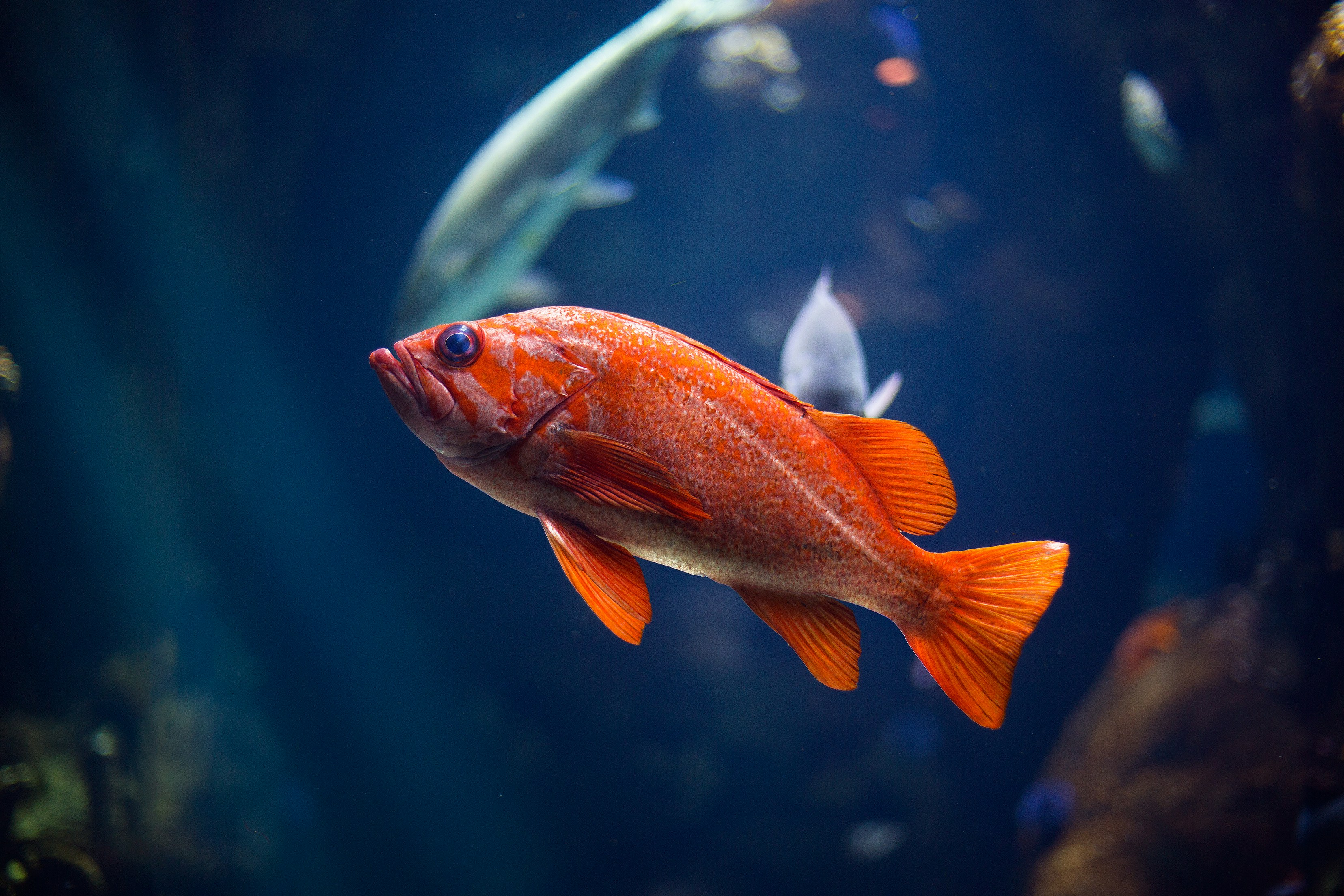 images of fish