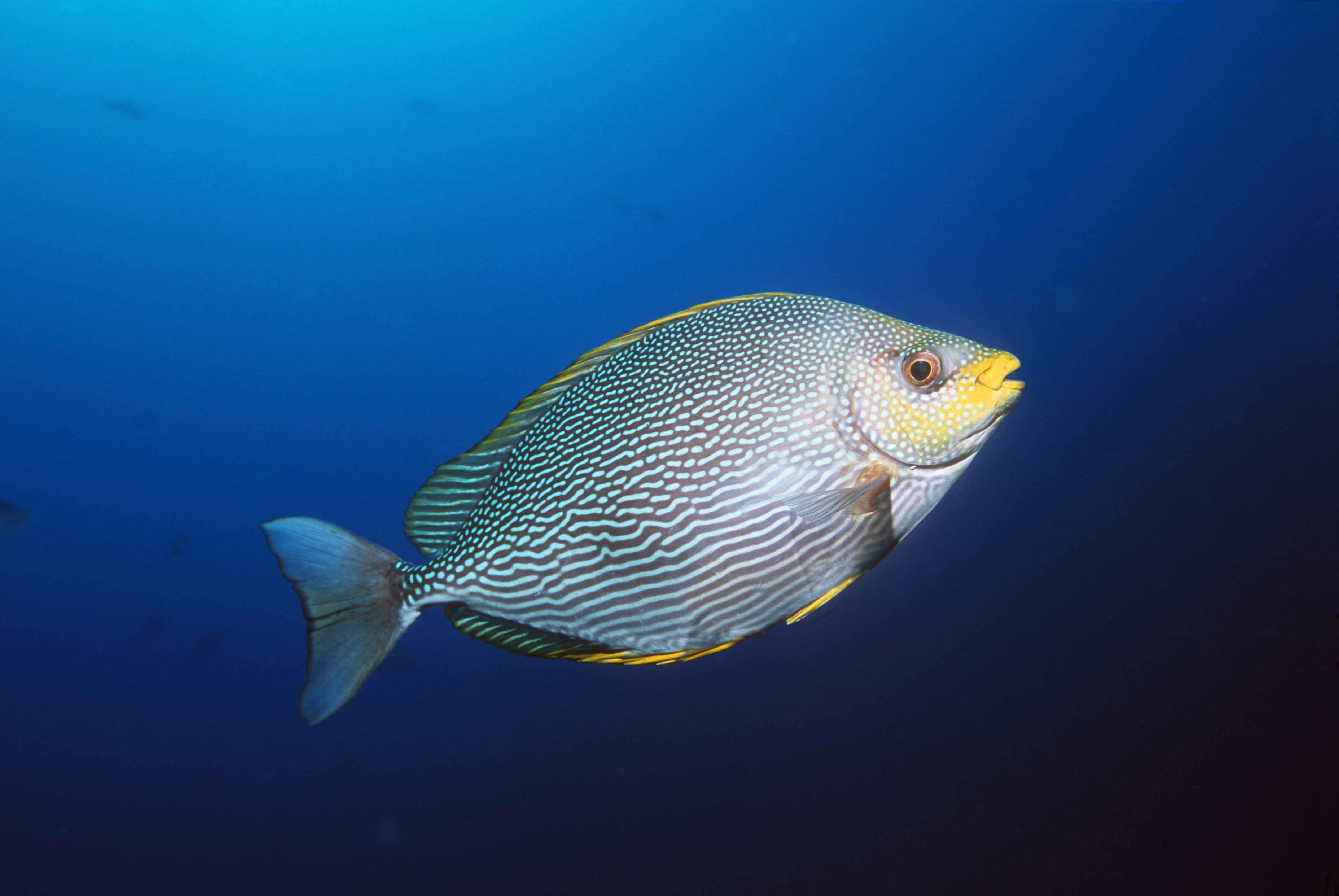 images of fish