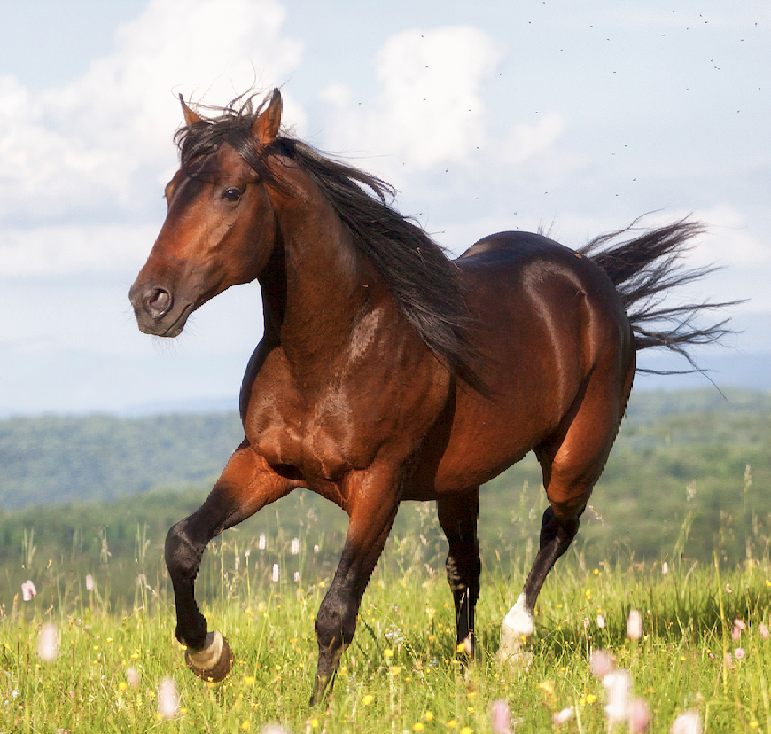images of horse