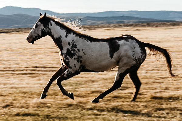 images of horse