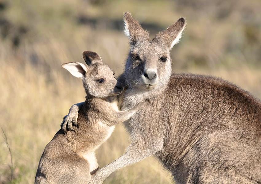 images of kangaroo