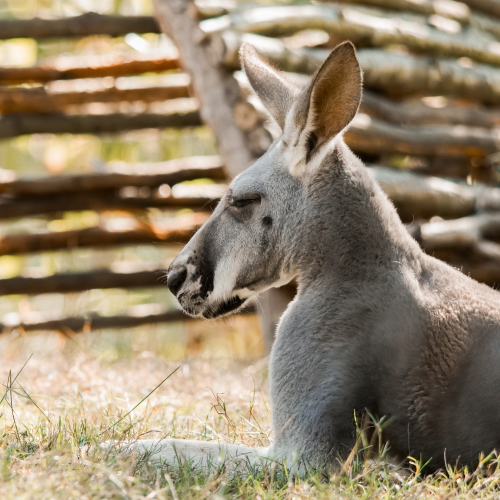 Red Kangaroo