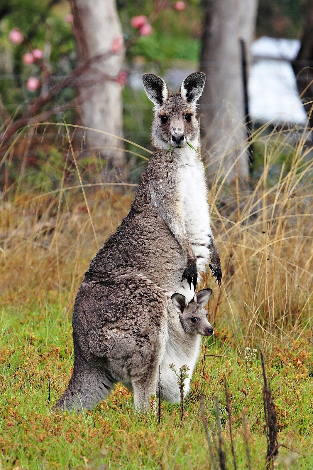 images of kangaroo