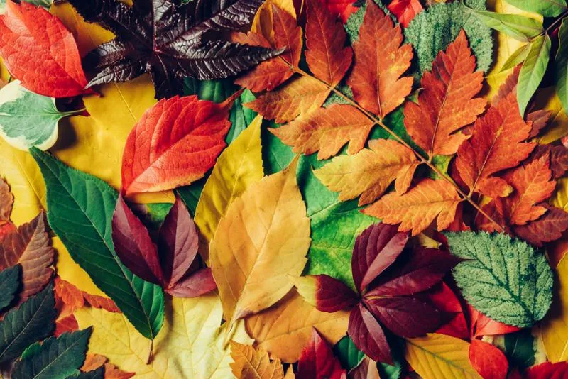 images of leaves