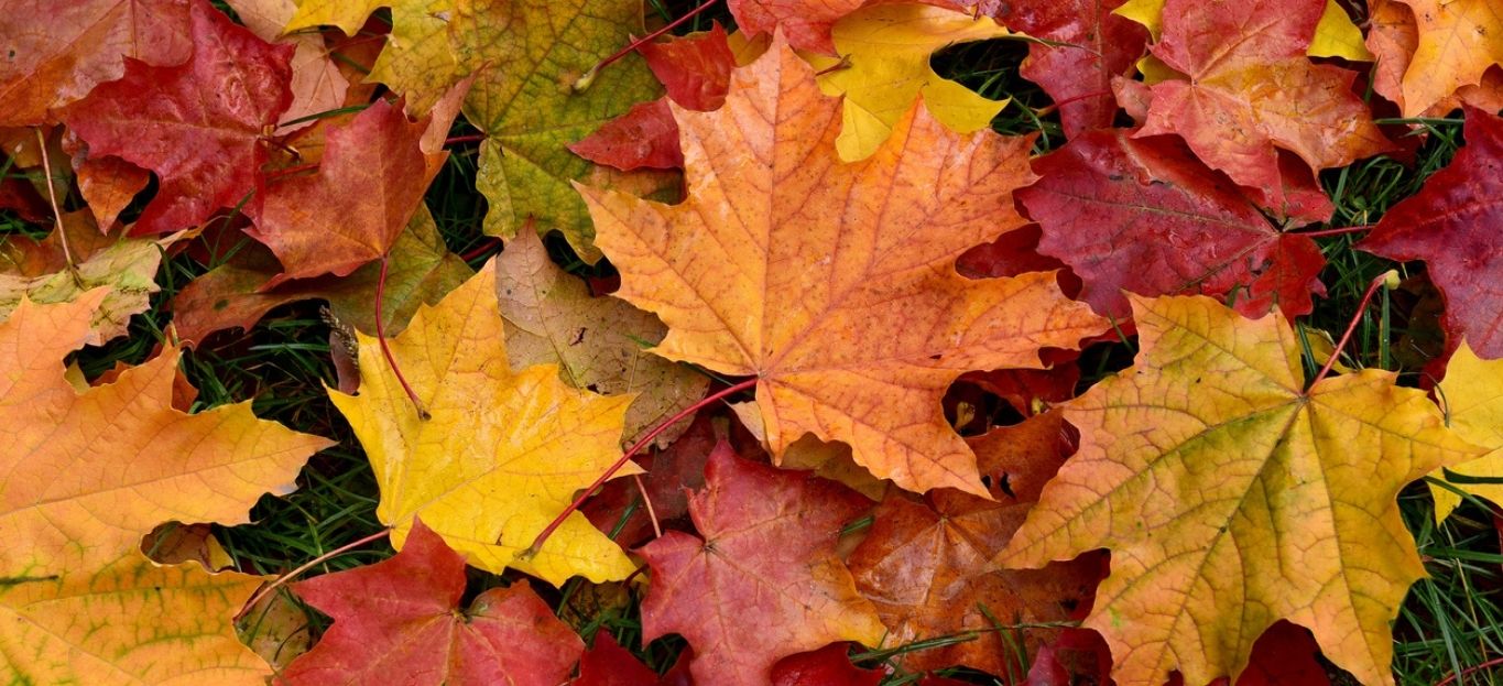 images of leaves