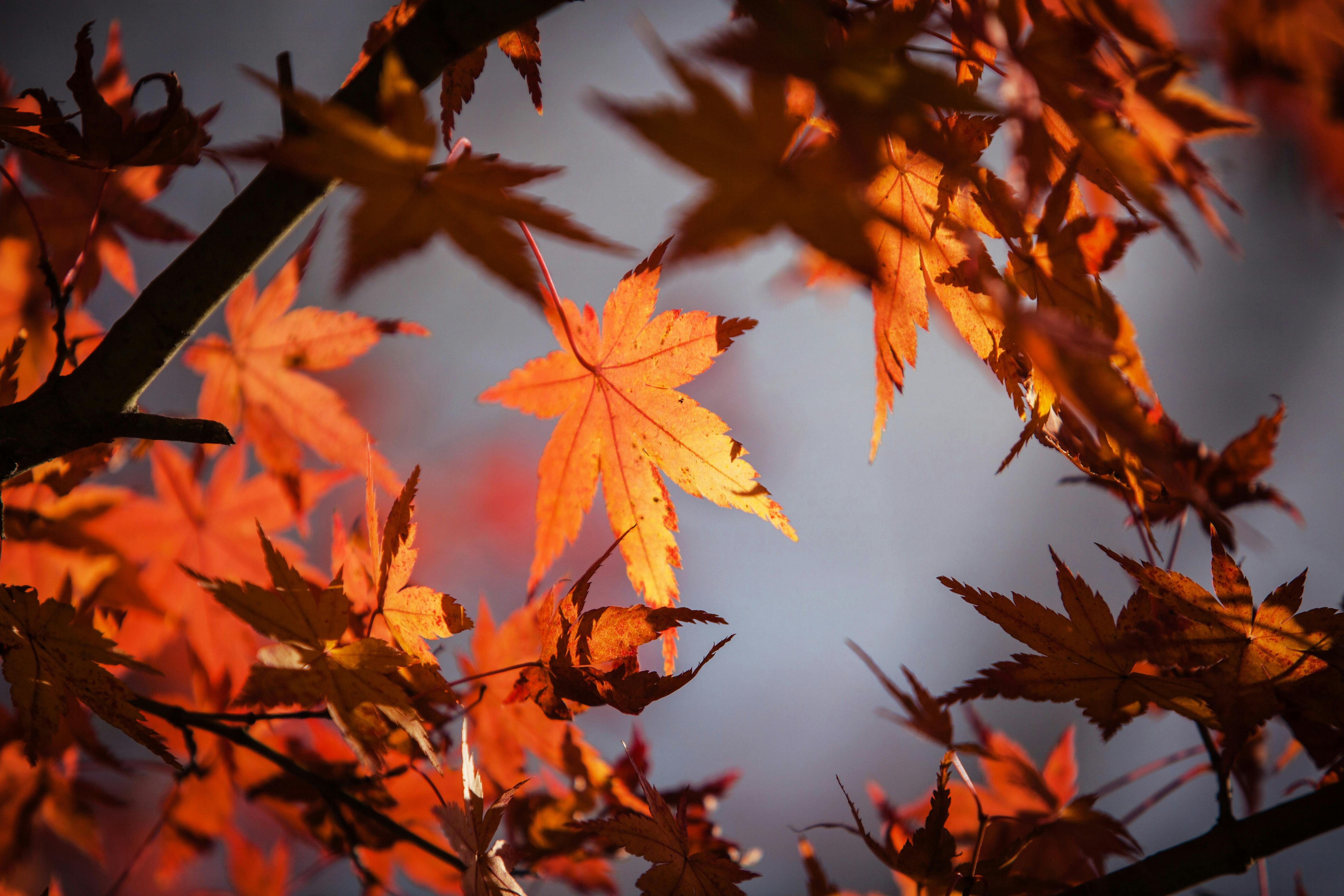 images of maple leaves