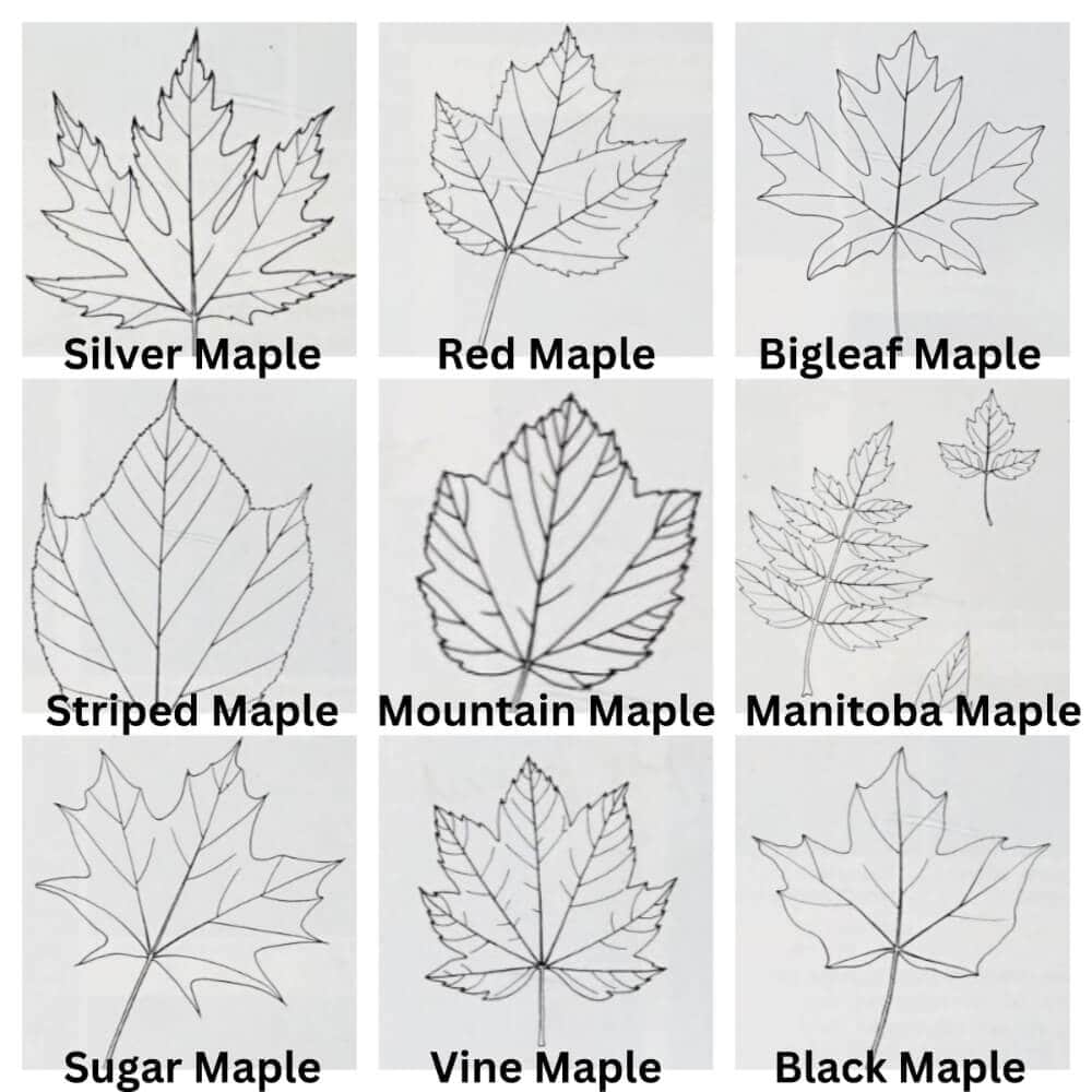 images of maple leaves