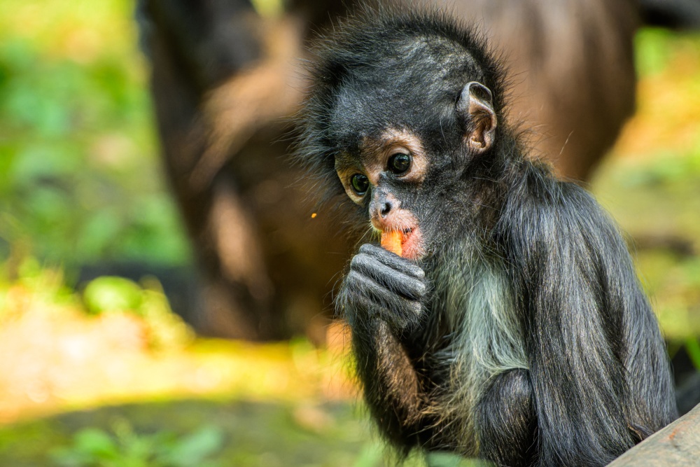 images of monkey