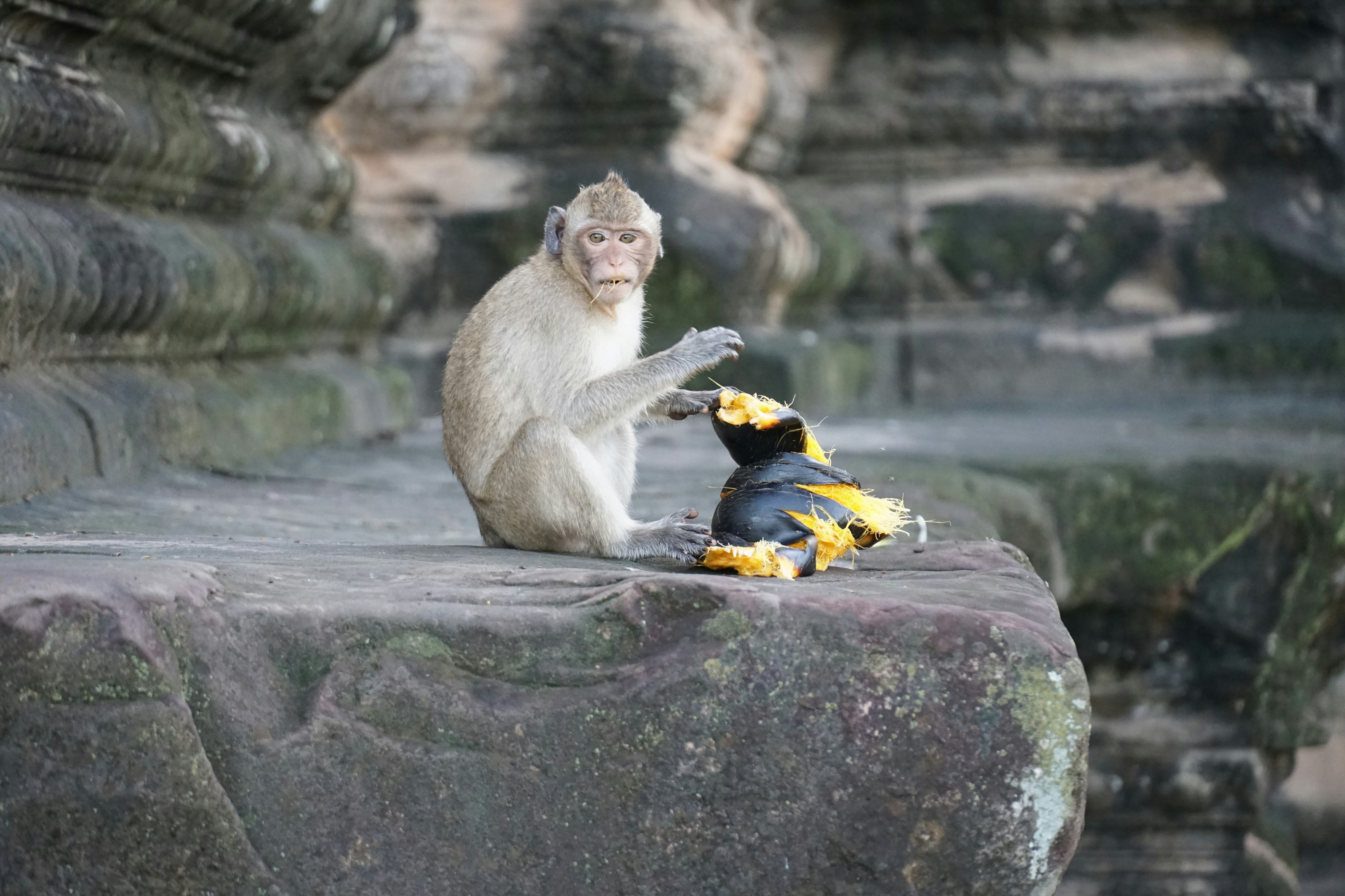 images of monkey