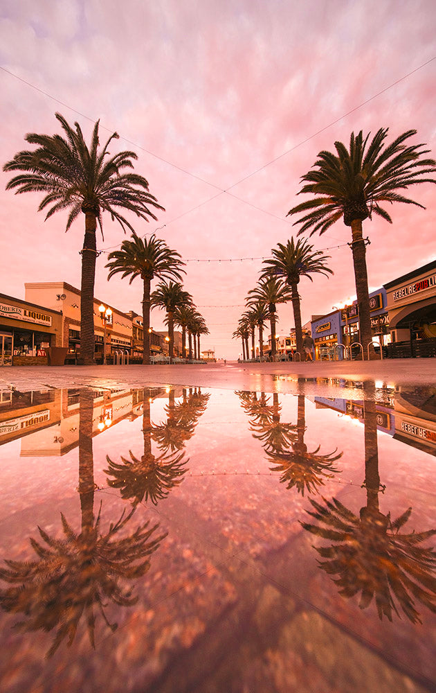 images of palm trees